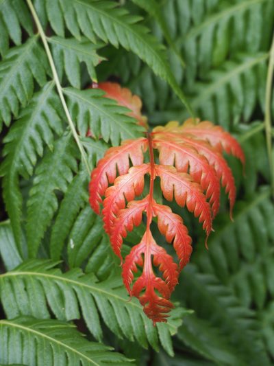 Woodwardia prolifera, photographed by 葉子