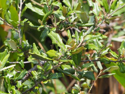 Elaeagnus formosana, photographed by 葉子
