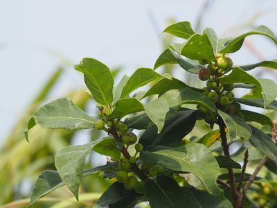 Ficus erecta, photographed by 葉子