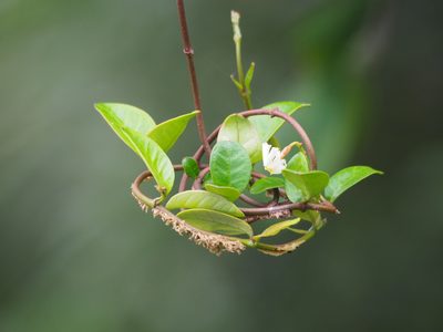 Trachelospermum asiaticum, photographed by 葉子