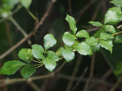 Eleutherococcus trifoliatus, photographed by 葉子