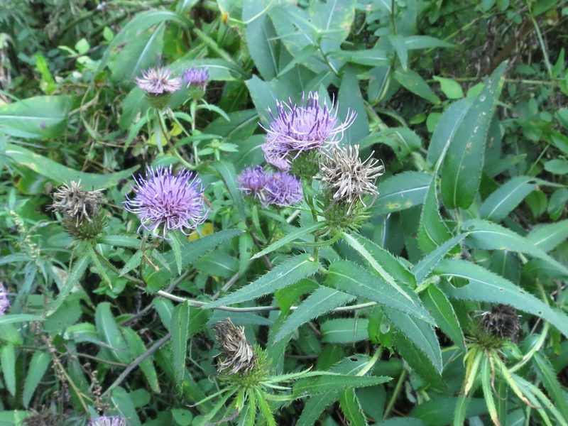 Cirsium vlassovianum, photographed by Repina Tatyana