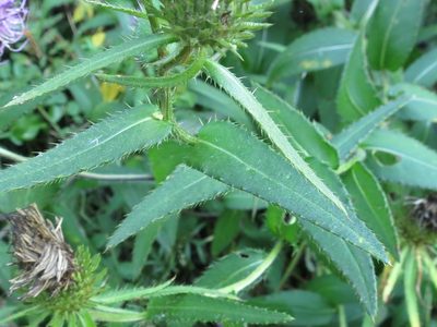Cirsium vlassovianum, photographed by Repina Tatyana