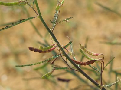 Aeschynomene indica