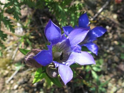 Gentiana scabra, photographed by Repina Tatyana
