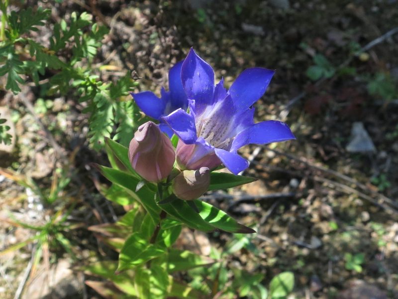 Gentiana scabra, photographed by Repina Tatyana