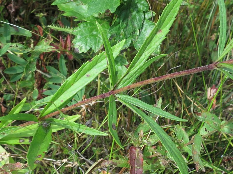 Eupatorium lindleyanum, photographed by Repina Tatyana