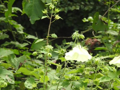 Hibiscus vitifolius, photographed by Raja bandi
