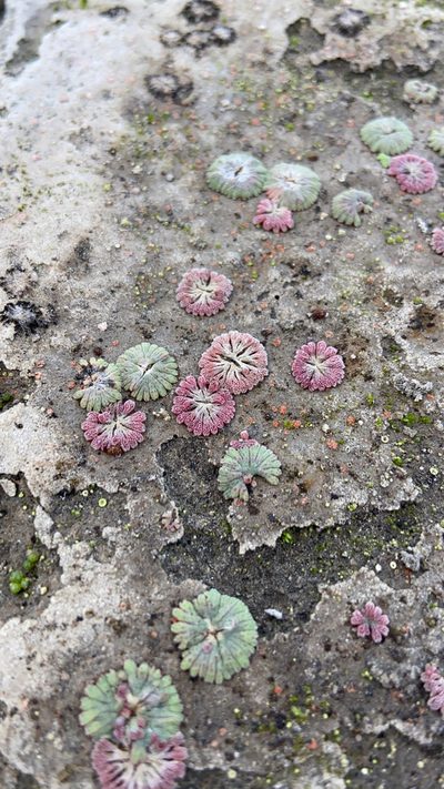 Riccia frostii, photographed by Filicinae