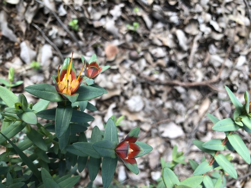 Darwinia citriodora, photographed by James
