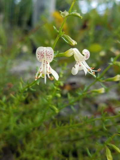 Dicerandra frutescens, photographed by Scott Ward