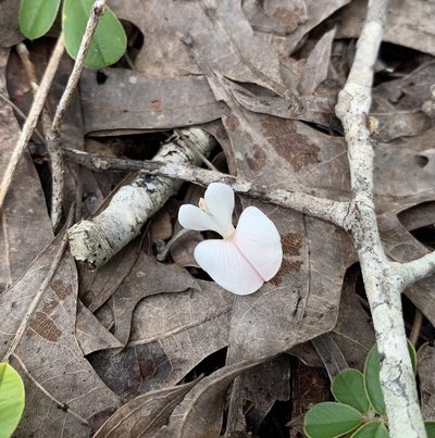 Tephrosia chrysophylla, photographed by natalie