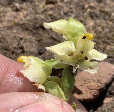 Pterygodium alatum, photographed by Dave Richardson