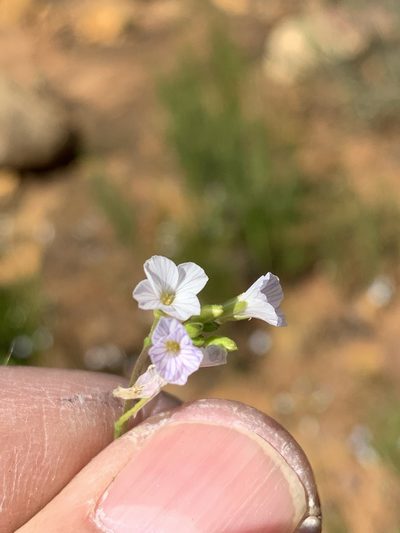Heliophila concatenata, photographed by Dave Richardson