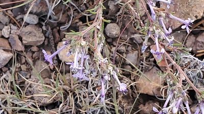 Ipomopsis multiflora, photographed by Craig Martin