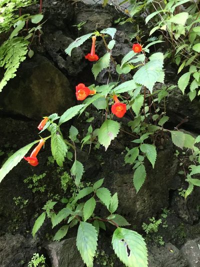 Achimenes heterophylla, photographed by Erick Vélez Sánchez