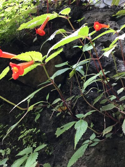 Achimenes heterophylla, photographed by Erick Vélez Sánchez