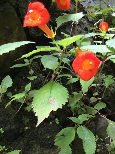 Achimenes heterophylla, photographed by Erick Vélez Sánchez