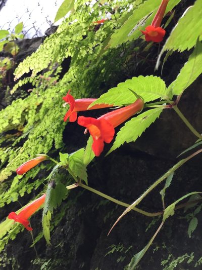 Achimenes heterophylla, photographed by Erick Vélez Sánchez