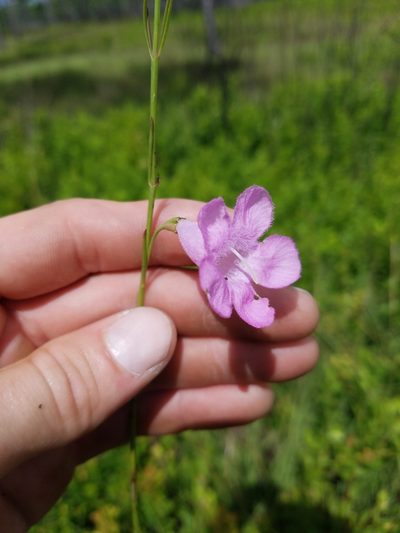 Agalinis linifolia, photographed by Scott Ward