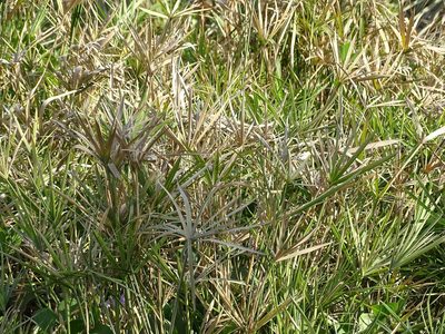 Cyperus alternifolius, photographed by Jacky Judas