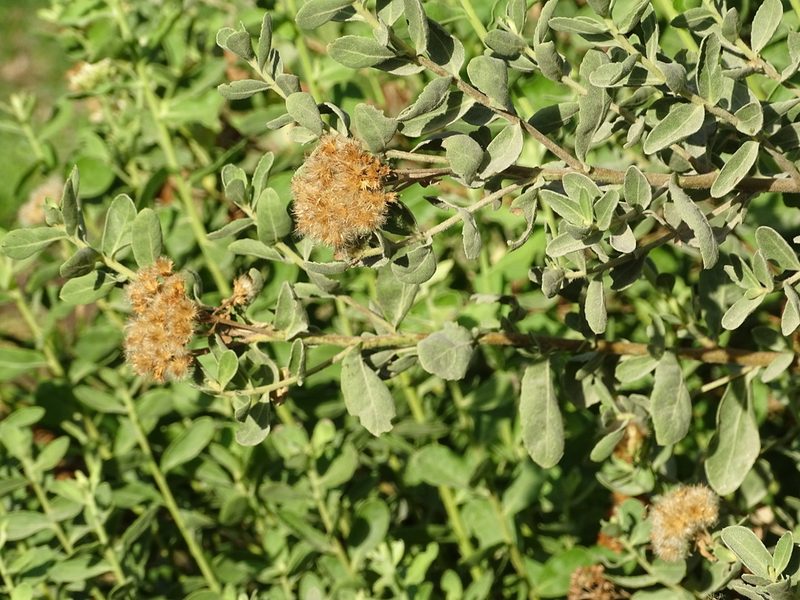 Pluchea dioscoridis, photographed by Jacky Judas