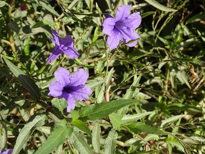Ruellia longepetiolata, photographed by Jacky Judas