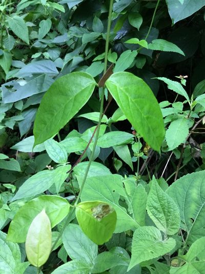 Thenardia floribunda, photographed by Erick Vélez Sánchez