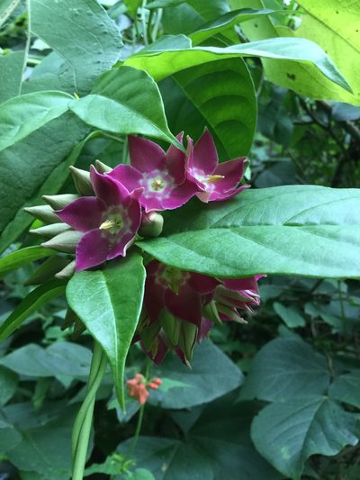 Thenardia floribunda, photographed by Erick Vélez Sánchez