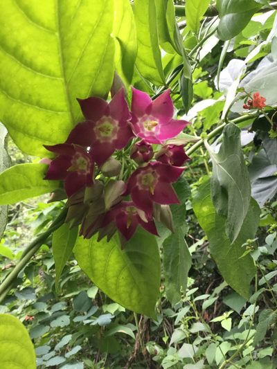 Thenardia floribunda, photographed by Erick Vélez Sánchez