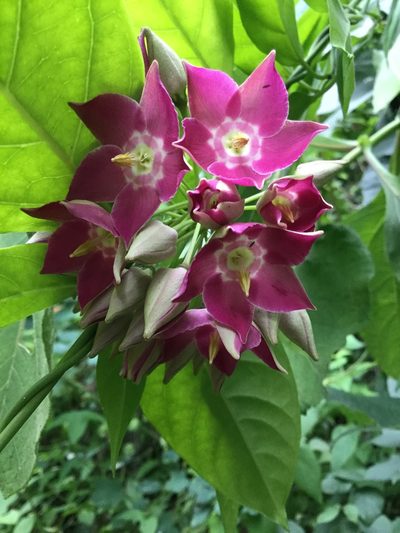 Thenardia floribunda, photographed by Erick Vélez Sánchez