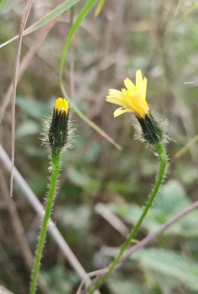 Picris davurica, photographed by Юлия