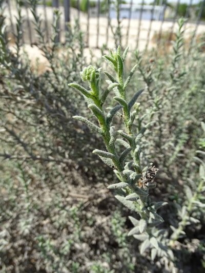 Heliotropium kotschyi, photographed by Jacky Judas
