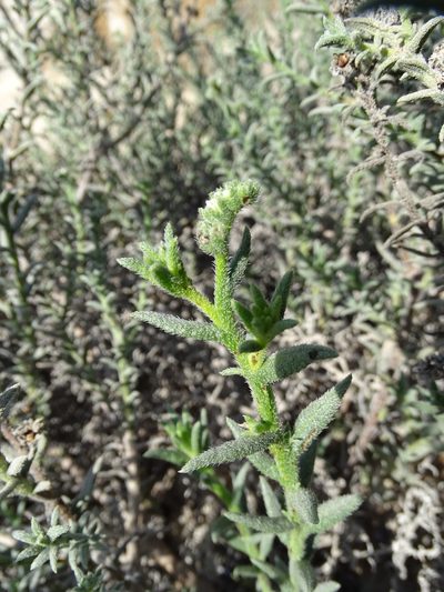 Heliotropium kotschyi, photographed by Jacky Judas