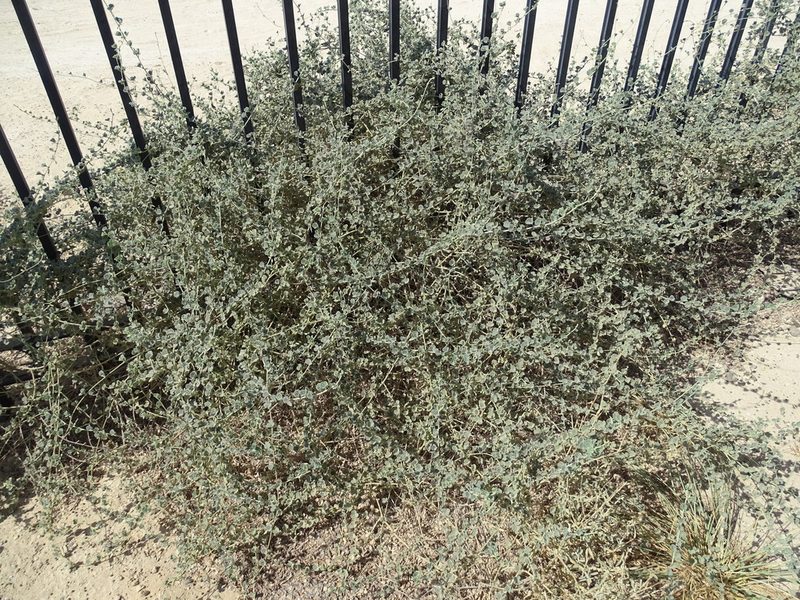 Rhynchosia schimperi, photographed by Jacky Judas