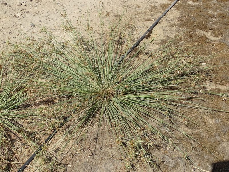 Cyperus conglomeratus, photographed by Jacky Judas