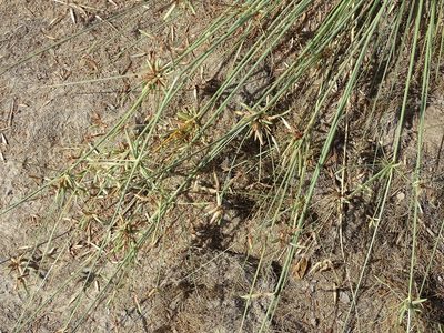 Cyperus conglomeratus, photographed by Jacky Judas