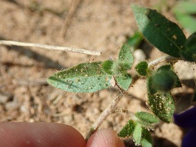 Hydrolea spinosa, photographed by Tsssss