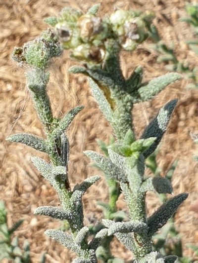 Heliotropium kotschyi, photographed by Jacky Judas