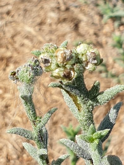 Heliotropium kotschyi, photographed by Jacky Judas