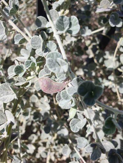 Rhynchosia schimperi, photographed by Jacky Judas