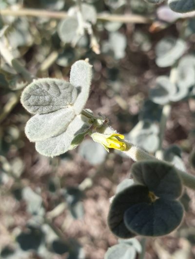 Rhynchosia schimperi, photographed by Jacky Judas