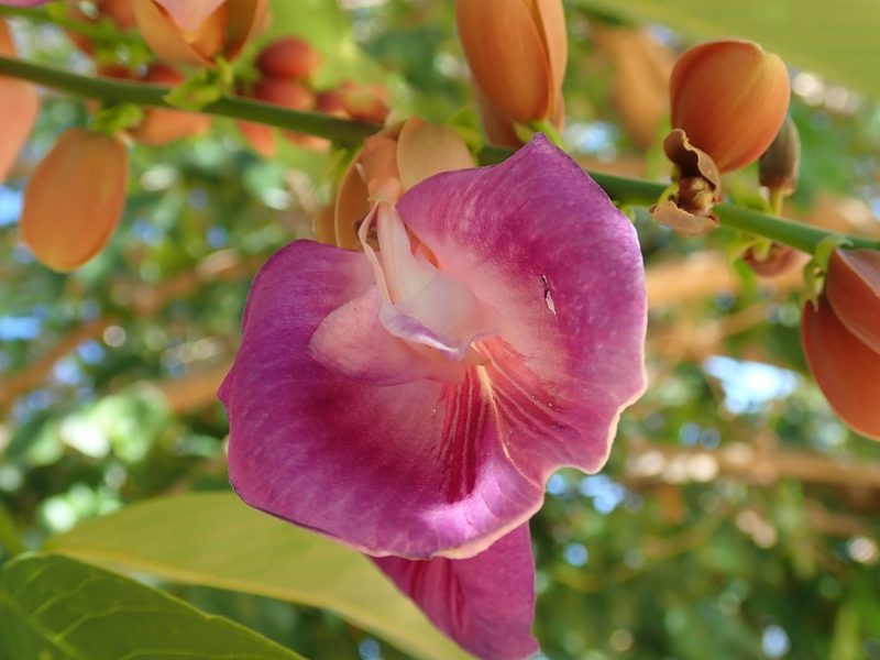 Clitoria fairchildiana, photographed by Tsssss