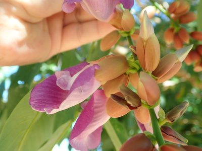 Clitoria fairchildiana, photographed by Tsssss