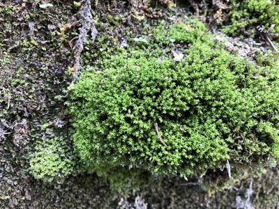 Hydrogonium croceum, photographed by Jason Grant