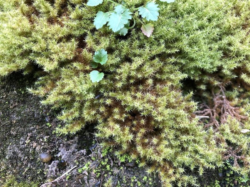 Campylium protensum, photographed by Jason Grant
