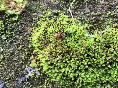 Hydrogonium croceum, photographed by Jason Grant