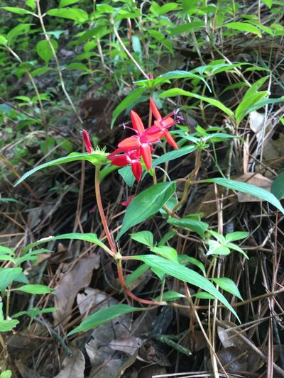 Crusea coccinea, photographed by Erick Vélez Sánchez