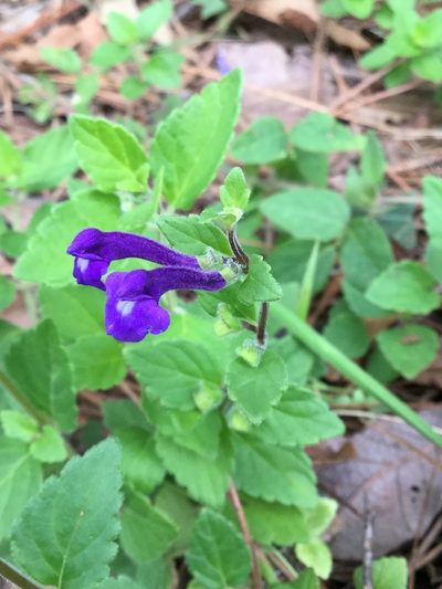 Scutellaria dumetorum, photographed by Erick Vélez Sánchez