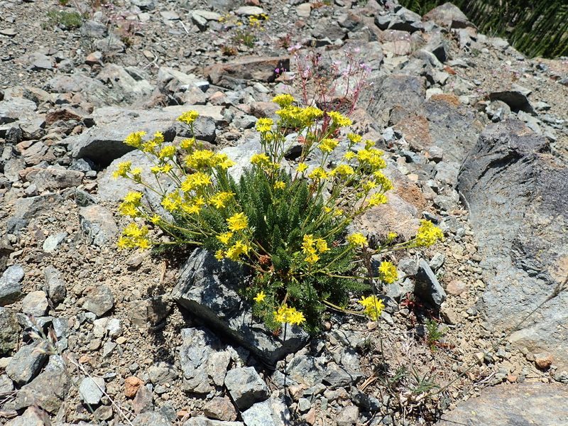 Potentilla tweedyi, photographed by John Brew